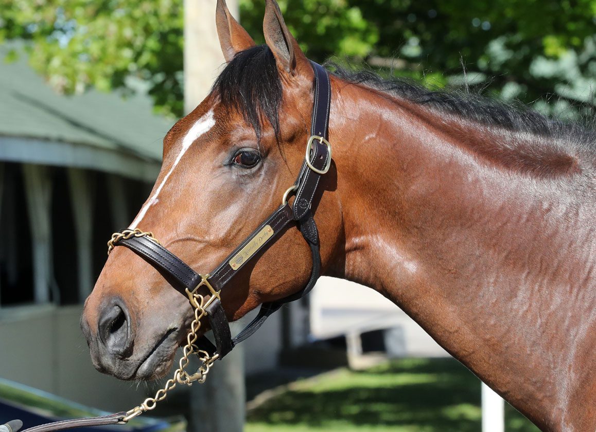 Horse Racing in Dubai: The Sport of Kings - The ABDULLA